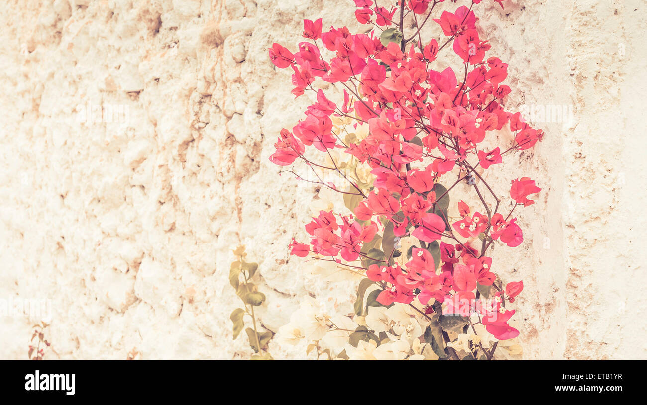 Weiße poröse Wand und Blumen Vintage-Hintergrund Stockfoto