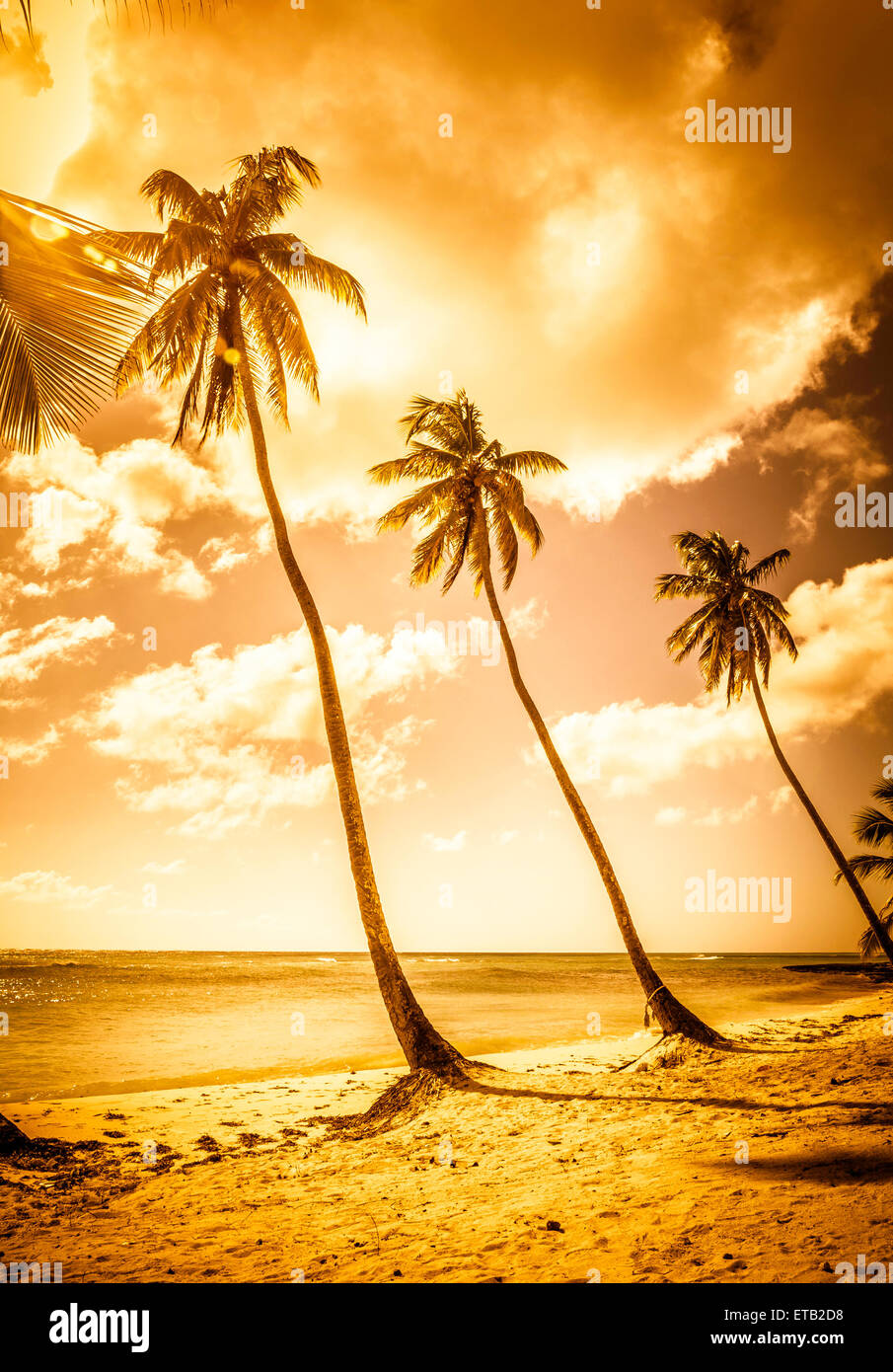 Gold-Karibik-Strand auf der Isla Saona, Dominikanische Republik Stockfoto