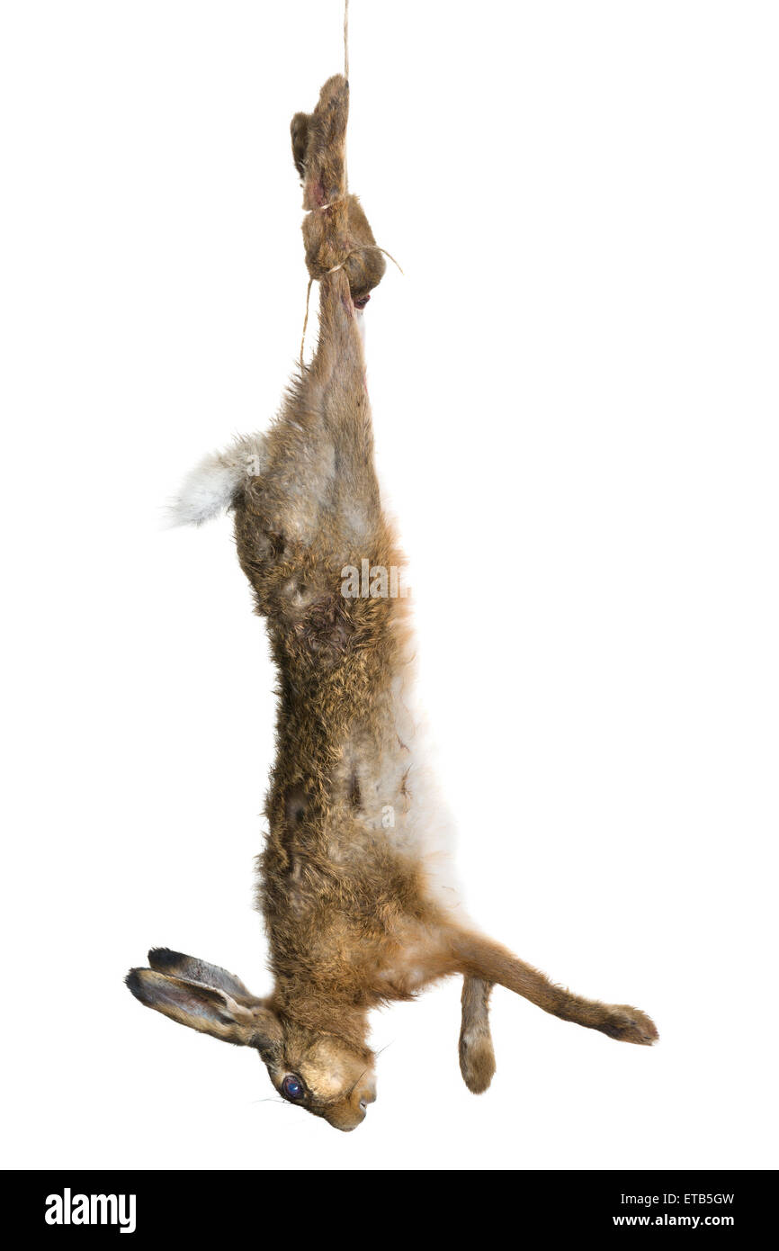 Toten Hasen hängen an einem Seil in einem Altmeister-Jagd-Stillleben Stockfoto