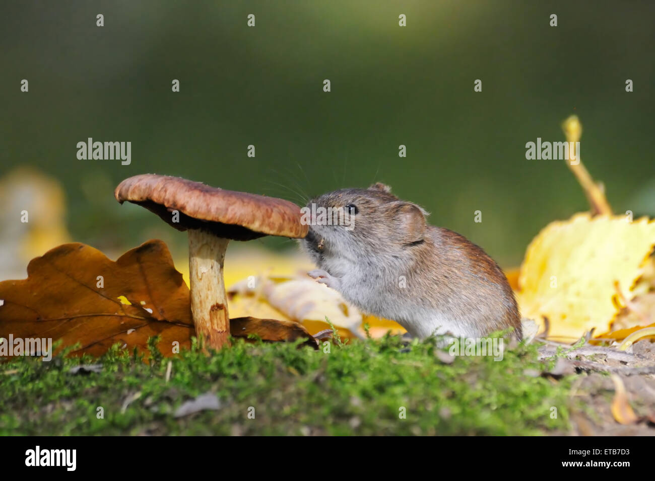 Holz-Maus frisst Pilz Stockfoto