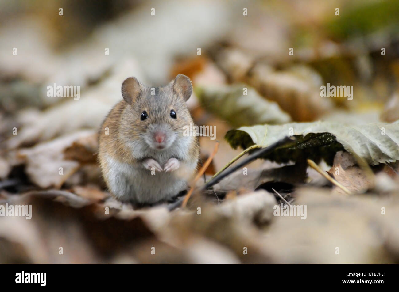 Gestreifte Feldmaus unter trockenen Blättern Stockfoto