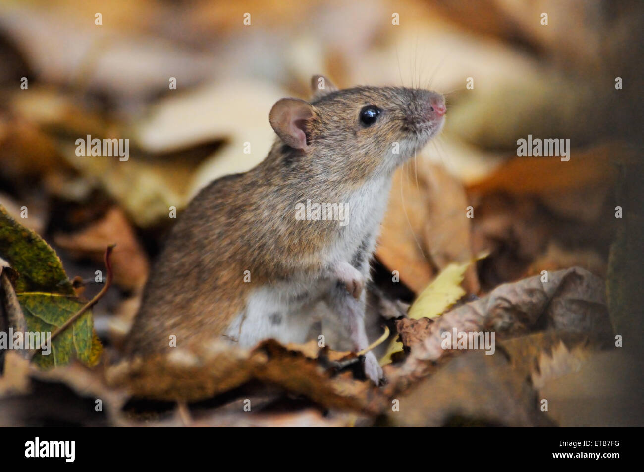 Gestreifte Feldmaus unter trockenen Blättern Stockfoto