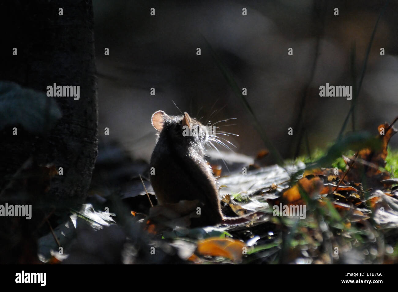 Im Gegensatz dazu leicht dunklen Wald gestreiften Feldmaus Stockfoto