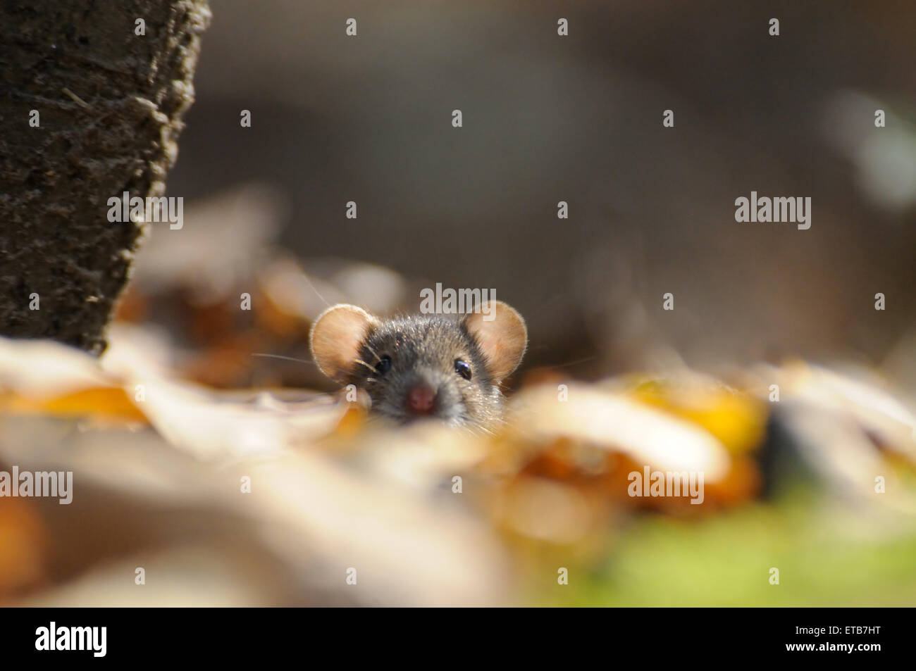 Gestreifte Feldmaus unter gelbe Blätter Stockfoto