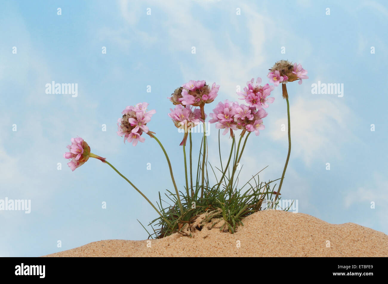 Sparsamkeit oder Meer rosa Blumen wachsen im Sand vor einem blauen Himmel mit weißen Wolkenfetzen Stockfoto