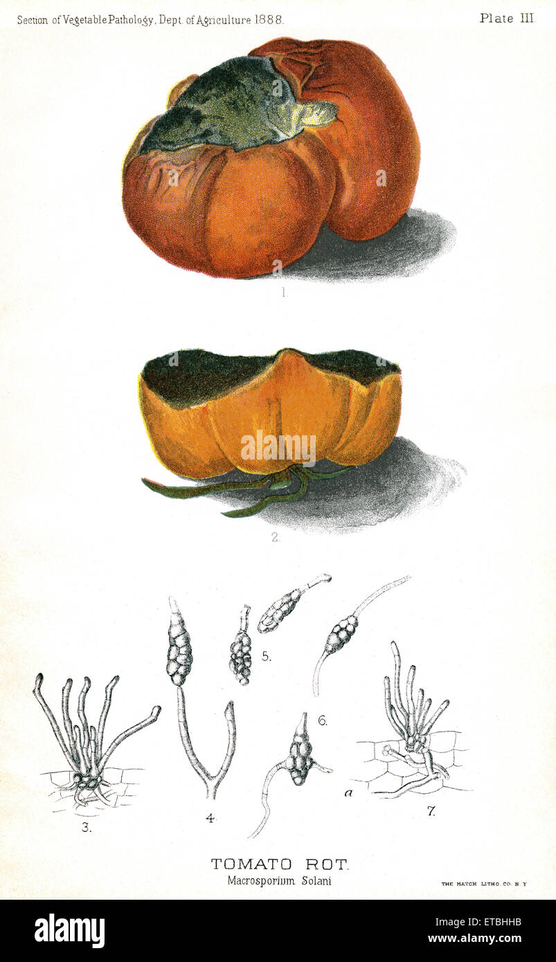 Tomaten Rot, Macrosporium Solani, Bericht des Kommissars der Landwirtschaft, US Abteilung der Landwirtschaft, Illustration, 1888 Stockfoto