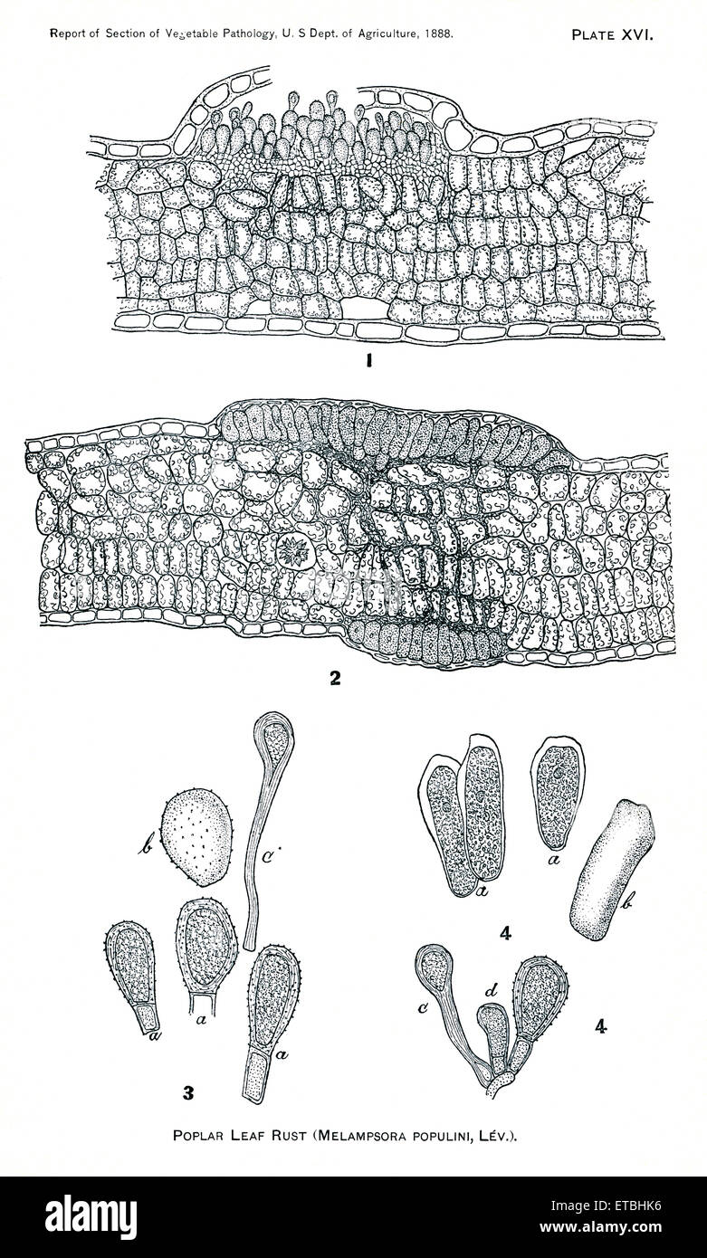 Pappel Zwergrost, Melampsora Populina, Bericht des Kommissars der Landwirtschaft, US Abteilung der Landwirtschaft, Illustration, 1888 Stockfoto