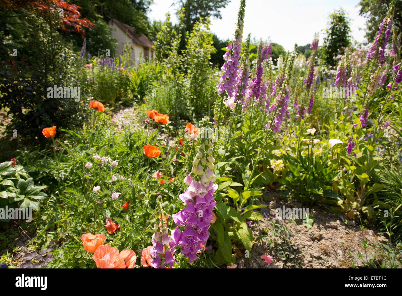Fingerhut in einen Bauerngarten. Weg zur Hütte führt. Stockfoto