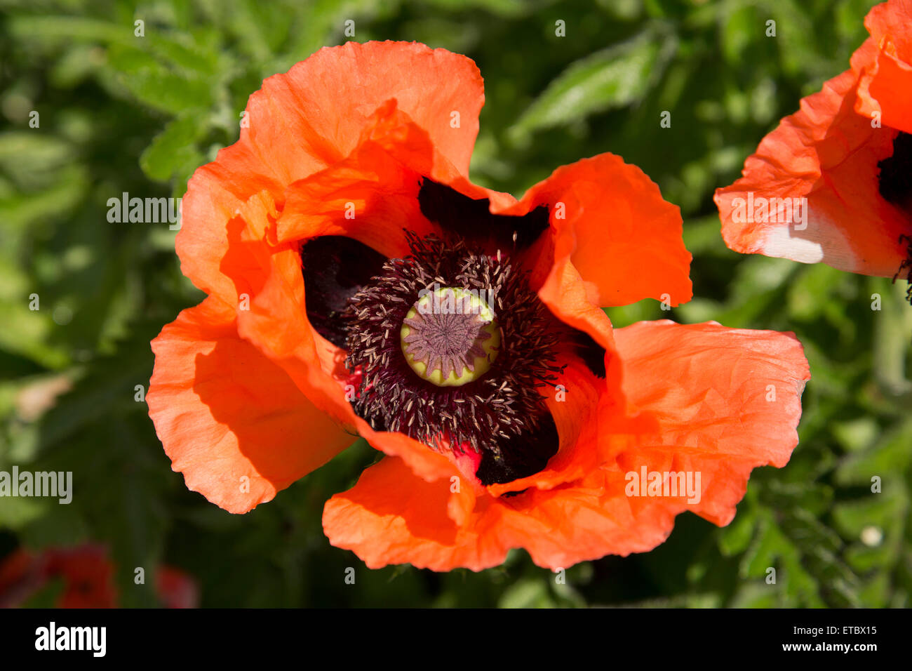 Rote orange Mohnköpfen öffnen in der Sommersonne Stockfoto