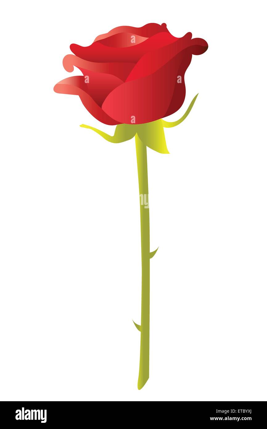 Illustration, Vektor, eine rote Rose auf weiß. Stock Vektor