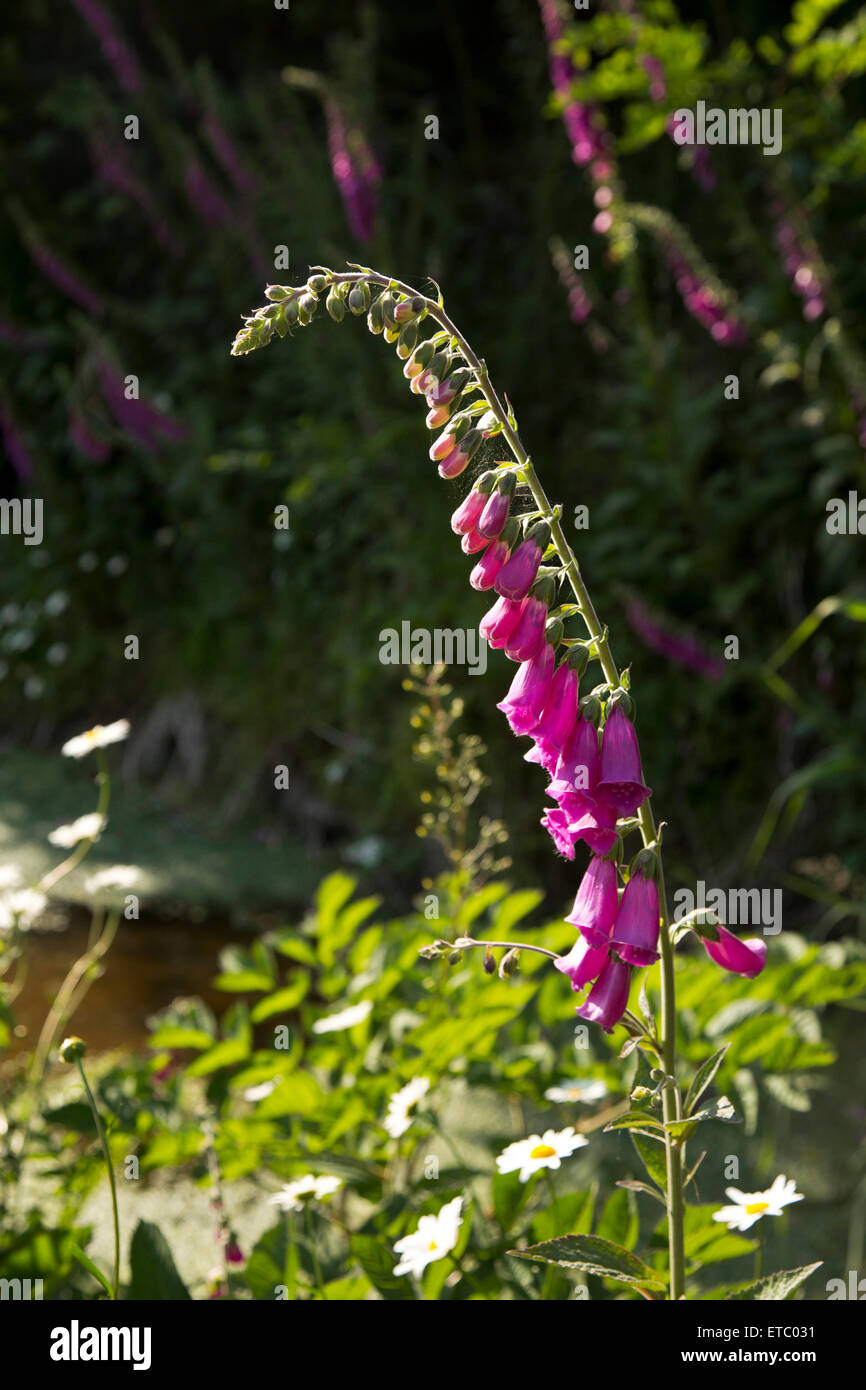 Ein rosa Fingerhut wächst, an einem Fluss Stockfoto