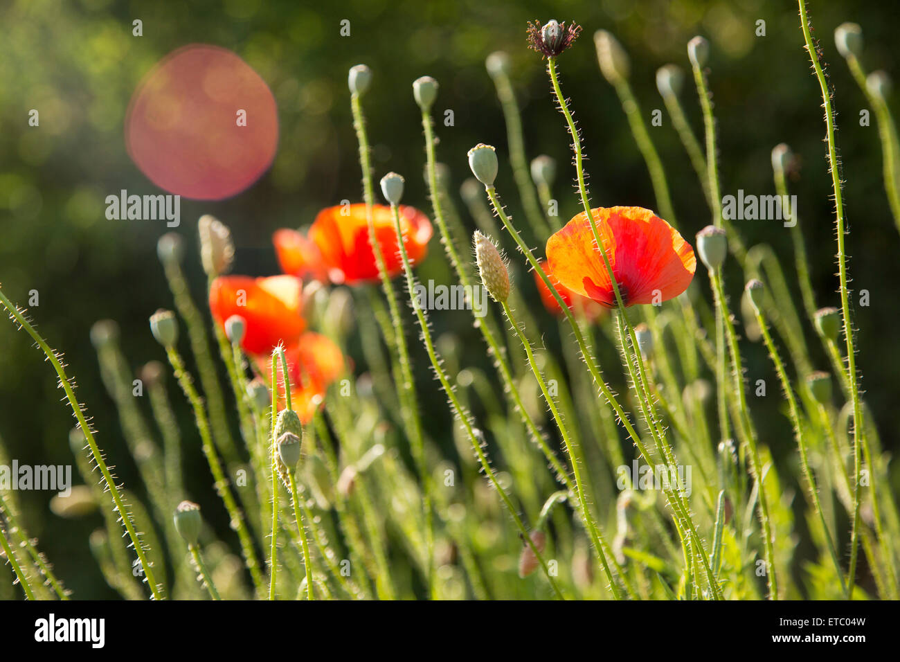 Orange-Mohn und Blume Stiele erheben sich gegen die Sonne mit Linseneffekt. Stockfoto