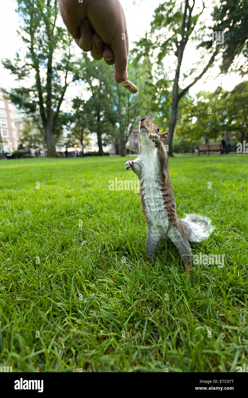 Fütterung Wild Eichhörnchen eine Erdnuss Stockfoto