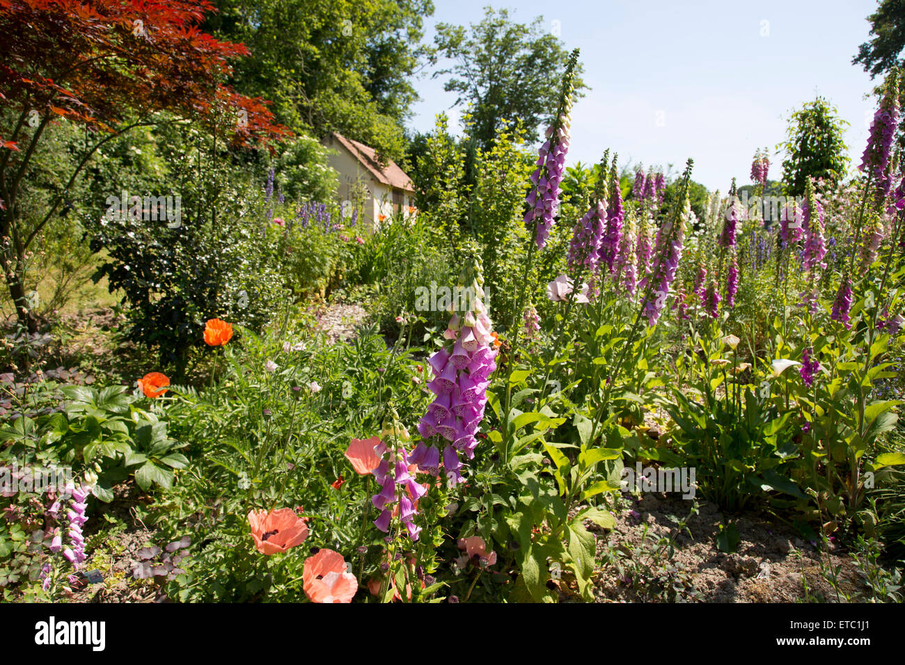 Fingerhut in einen Bauerngarten. Weg zur Hütte führt. Stockfoto