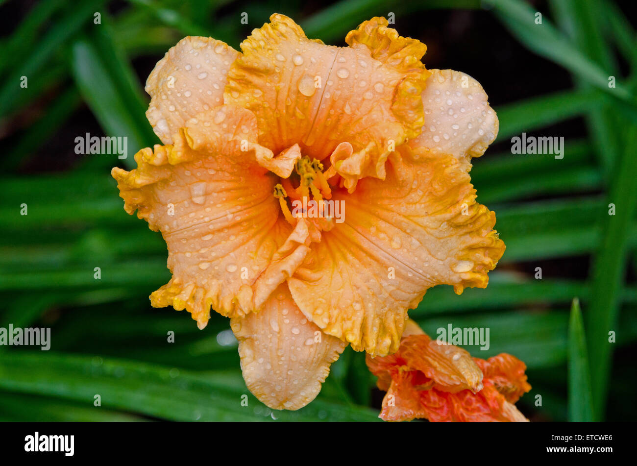 Zarte Rote Taglilie nach einem Regen Stockfoto