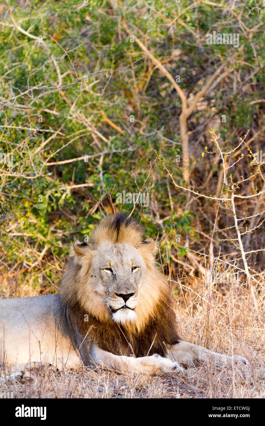 Männlicher Löwe ruht im Phinda Private Game Reserve, Südafrika Stockfoto