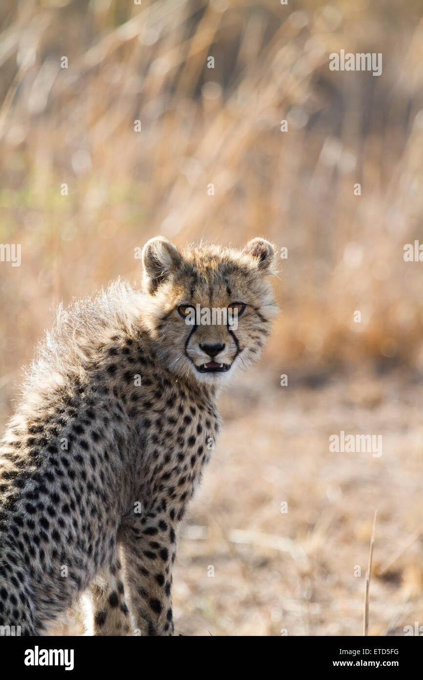 Junge Geparden Cub in Phinda Private Game Reserve, Südafrika Stockfoto