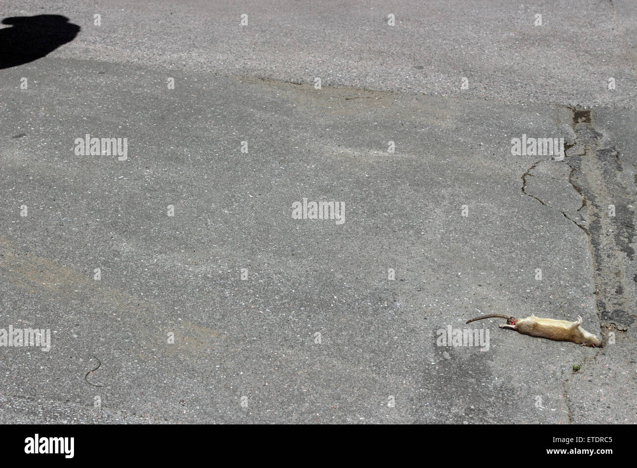 Tote Ratte auf der Straße und der Schatten eines Mannes Stockfoto