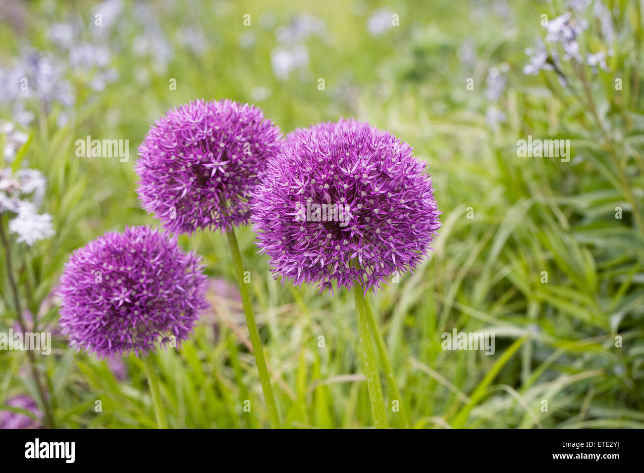 Allium "Pinball Wizard" einen englischen Garten wachsen. Stockfoto