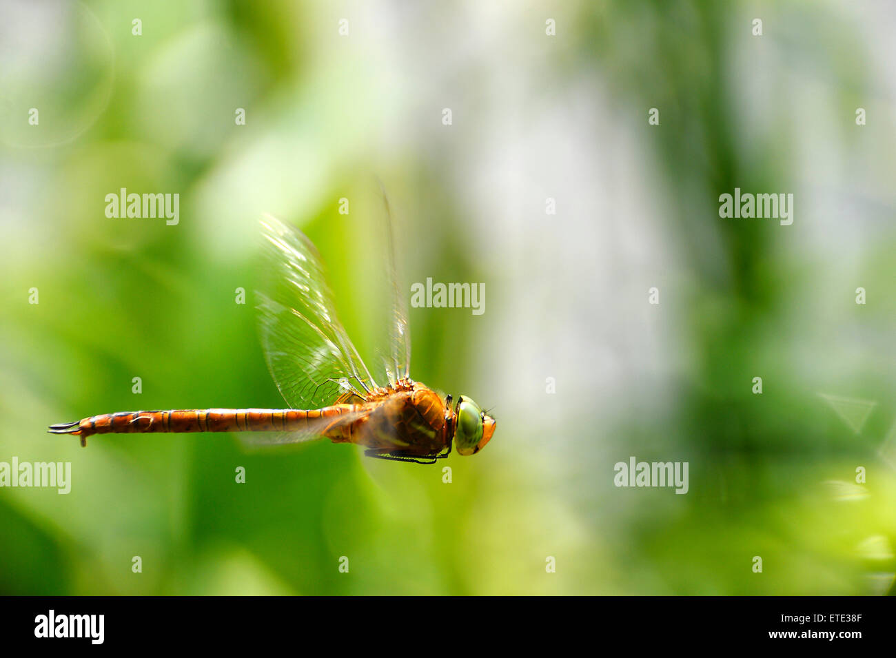 Nahaufnahme der Simpetrum Libelle im Flug Stockfoto