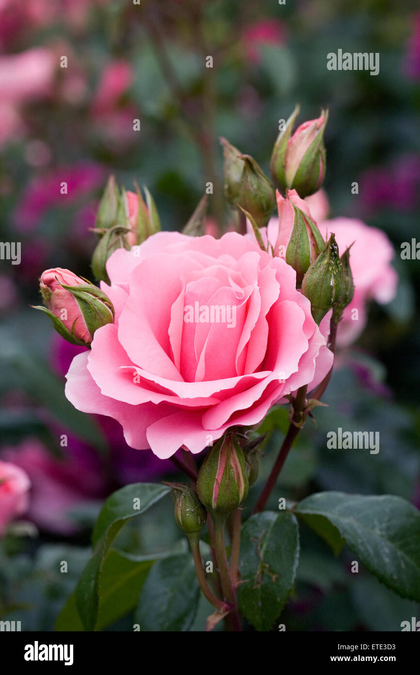 Rosa, du bist schön "Fryracy". Rosa Rose in einem englischen Garten. Stockfoto