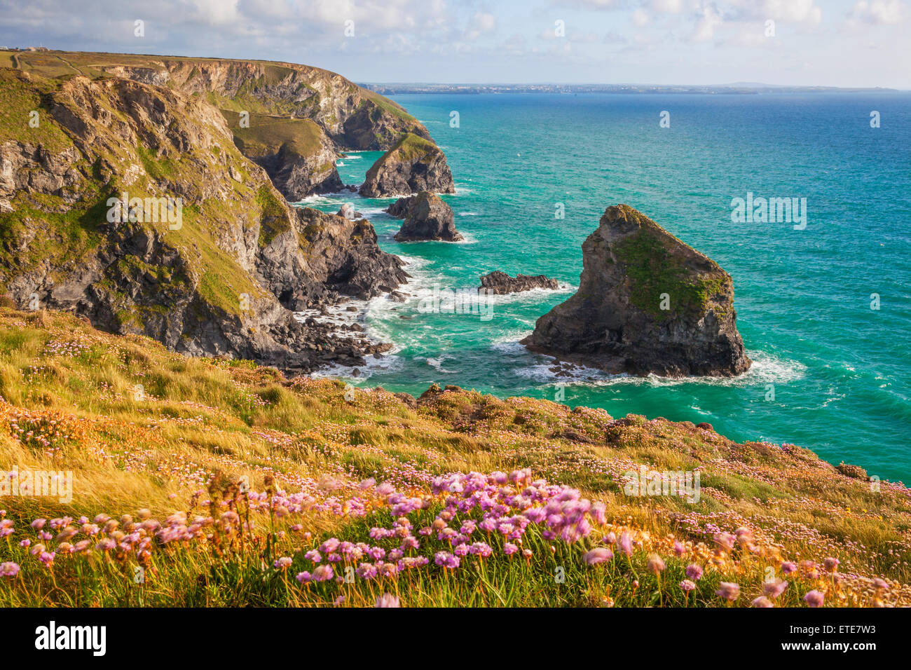 Pink Thrift Flowers, Bedruthan Steps, Newquay, Cornwall, England, Großbritannien Stockfoto