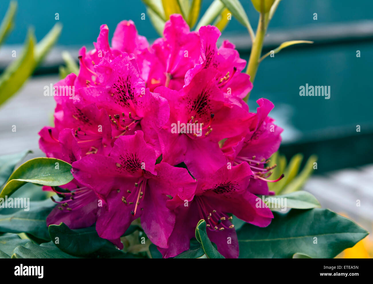 schöne rote Blume Nahaufnahme Stockfoto