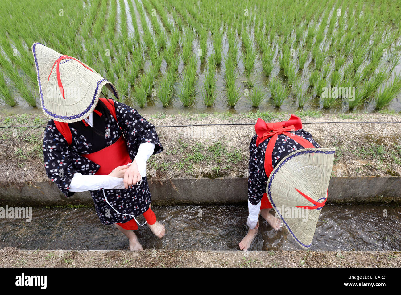 Junge Japanerinnen Pflanzen in einem Reisfeld Stockfoto