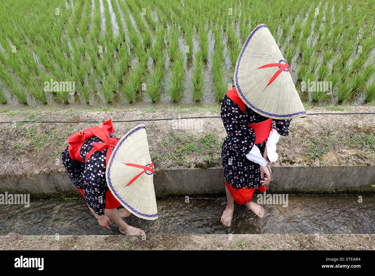 Junge Japanerinnen Pflanzen in einem Reisfeld Stockfoto