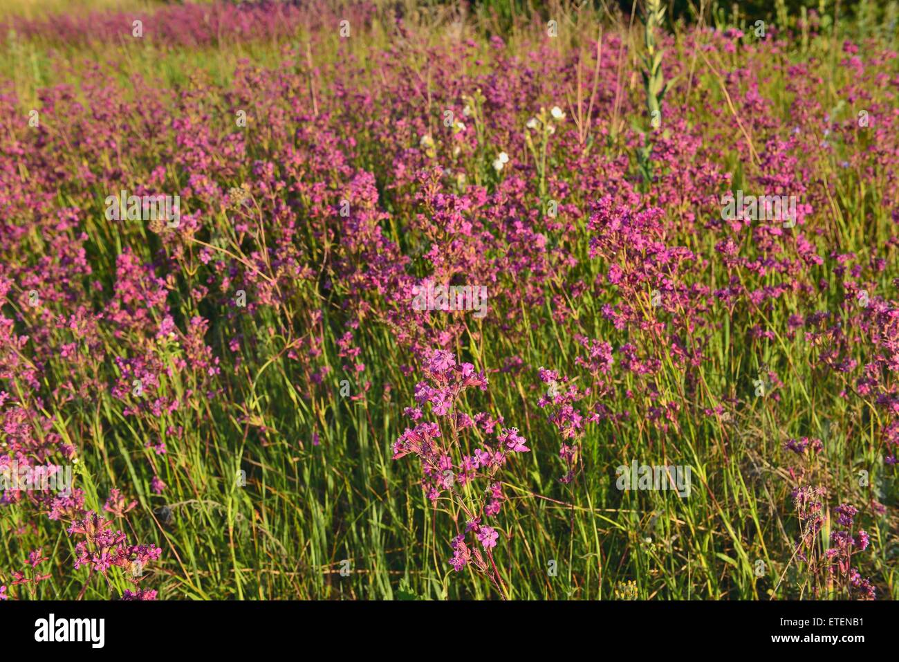 Gewürznelken Fotos und Bildmaterial in hoher Auflösung Alamy