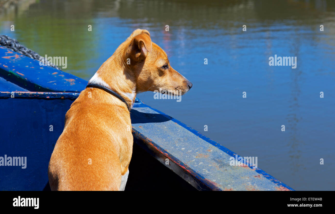 Jack Russell Hund auf Kanal Narrowboat, England UK Stockfoto
