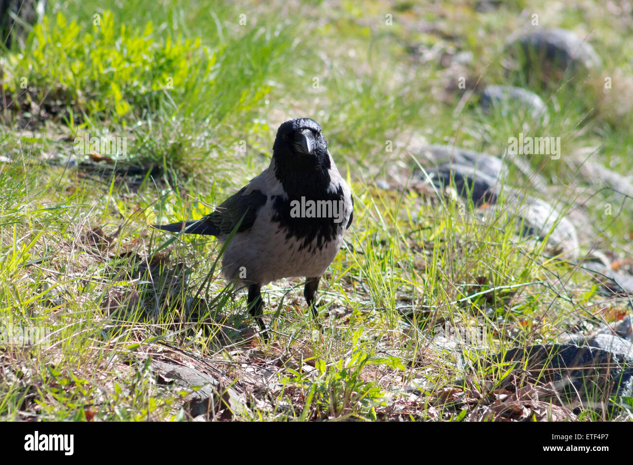 Mit Kapuze Krähe (Corvus Cornix), bei sonnigem Wetter auf einer Wiese stehen. Stockfoto