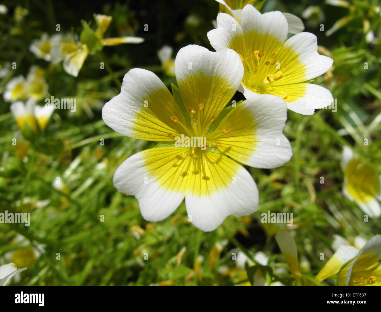 Limnanthes Douglasii Stockfoto