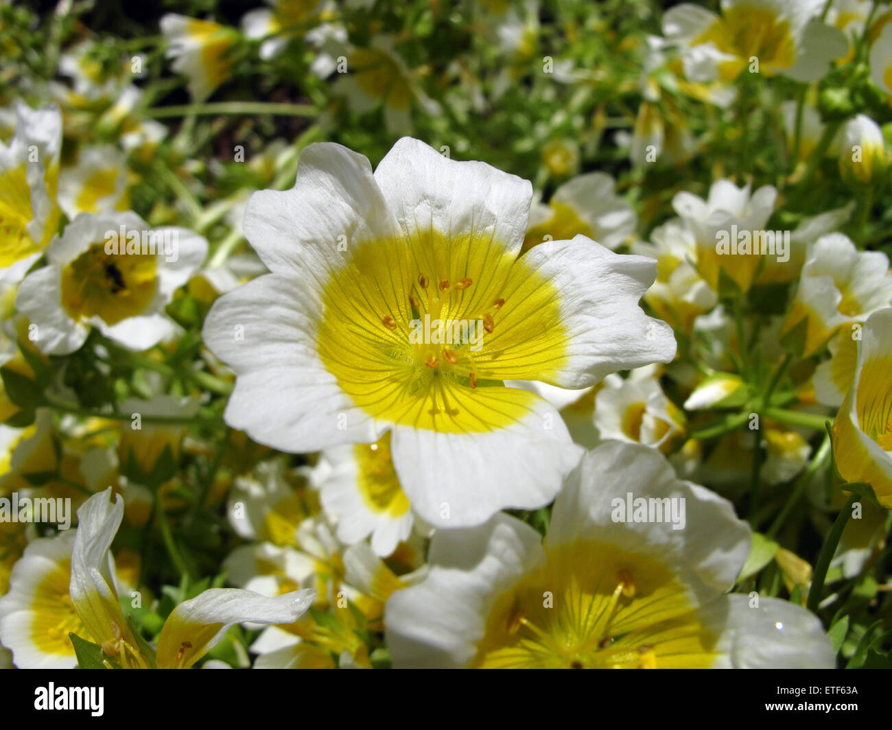 Limnanthes Douglasii Stockfoto