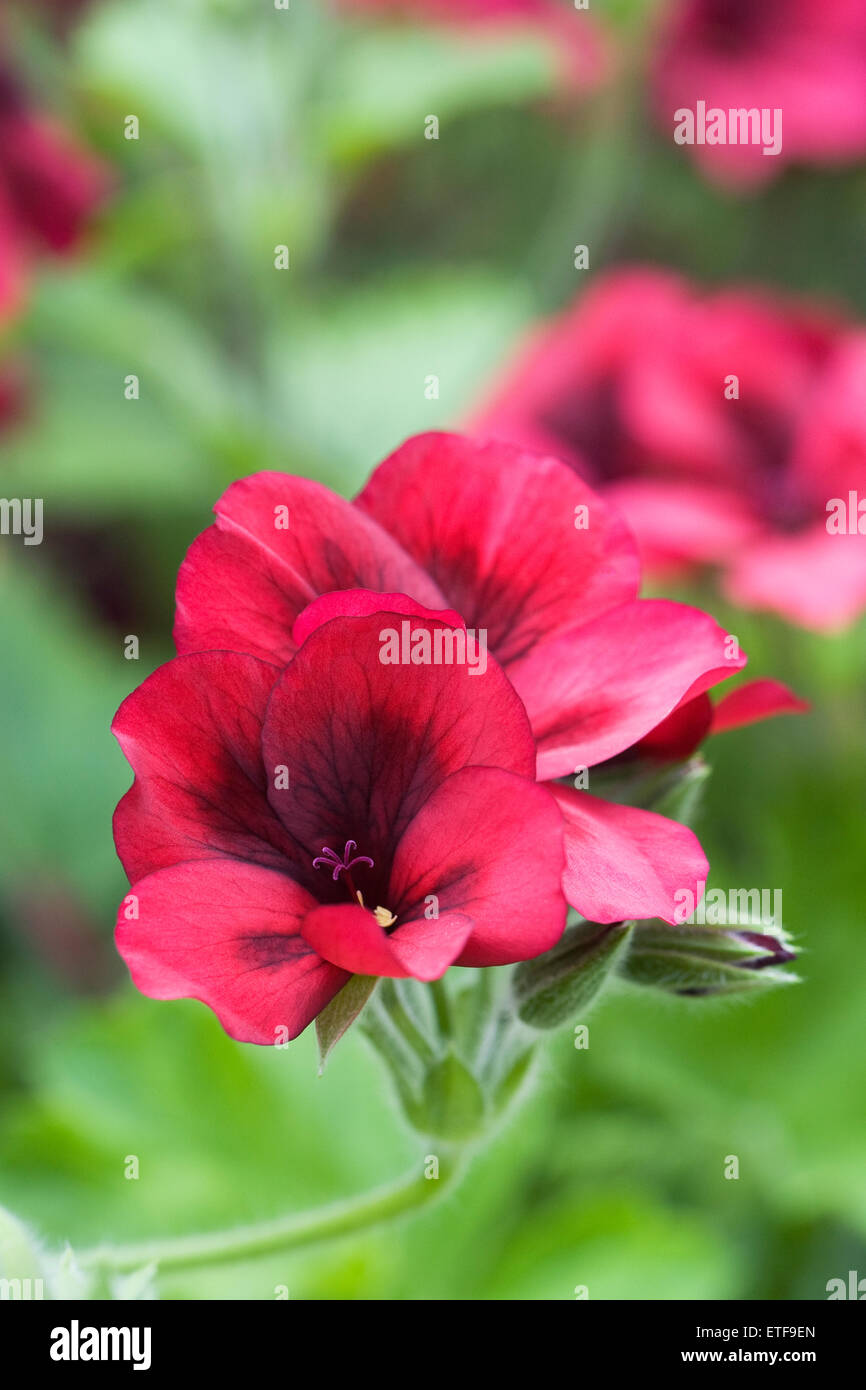 Pelargonium 'Mystery' Blume. Stockfoto