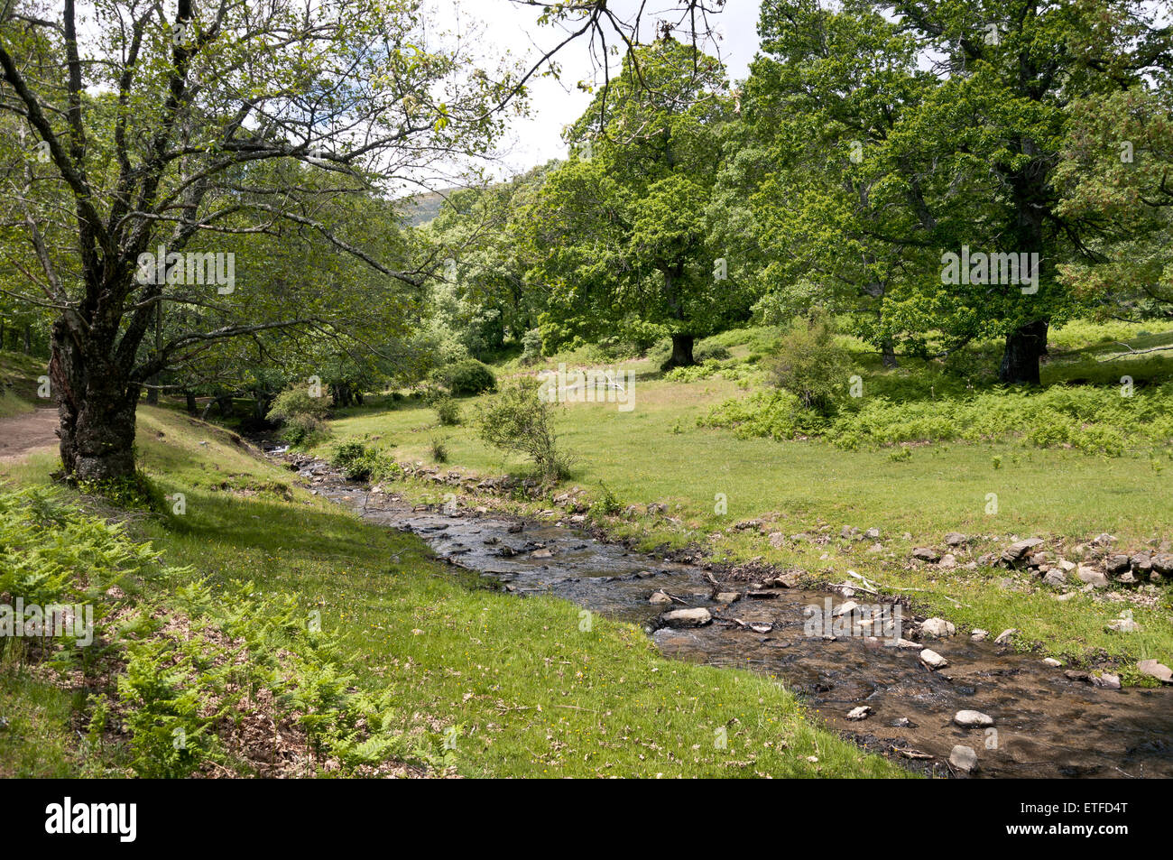 Kleiner Bach im Iruelas-Tal-Naturpark, Avila, Spanien Stockfoto