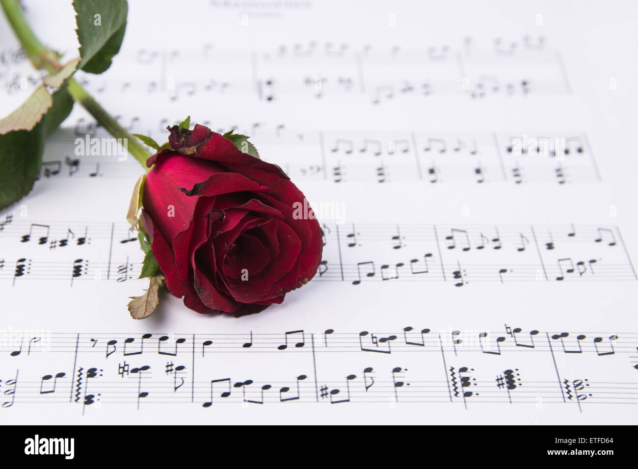 Rote Rosen mit Noten Liebeslieder. Stockfoto