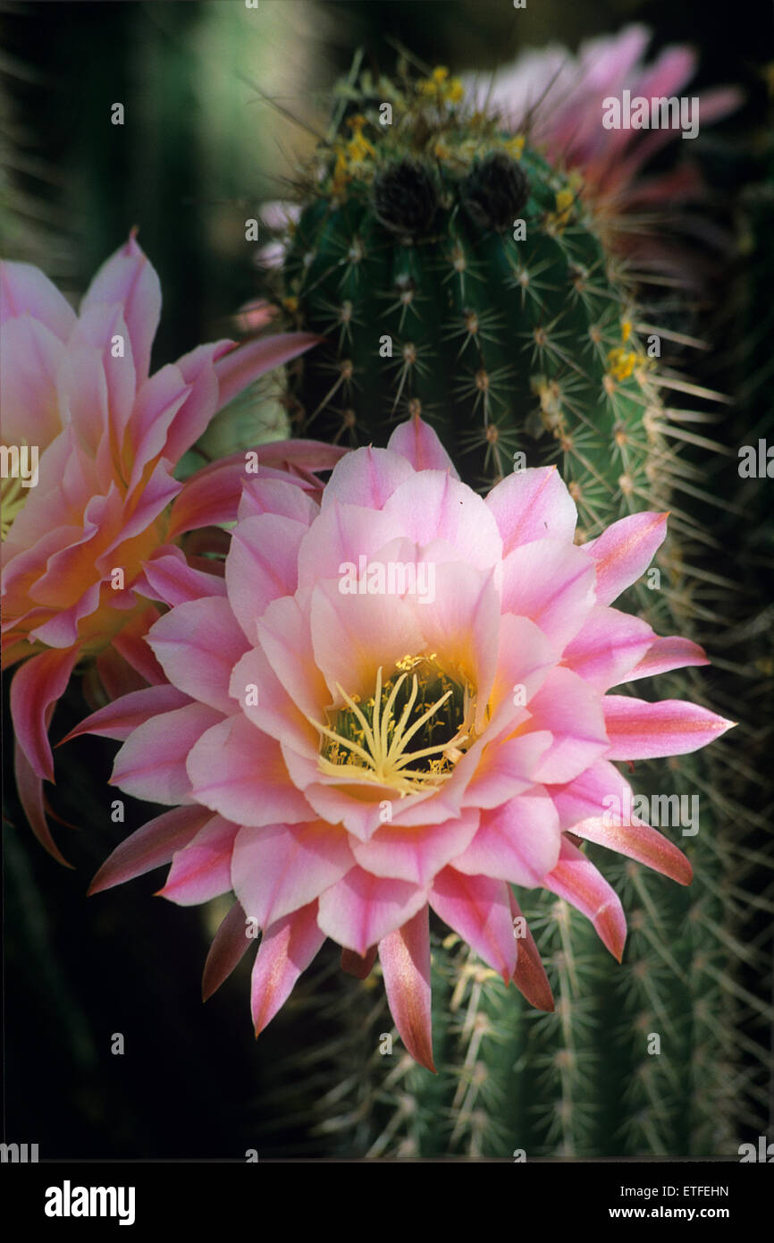 Weiches Licht filtert durch eine rosa Kaktus-Blume im Living Desert Museum  in Tucson, Arizona Stockfotografie - Alamy