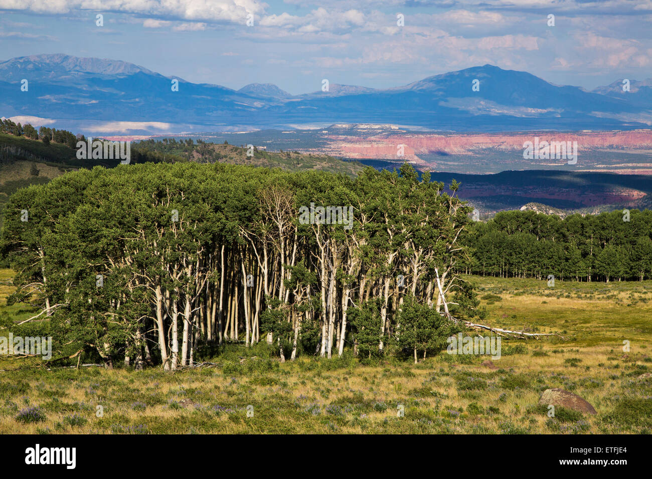 In der Nähe der Stadt Torrey, Utah, scheint ein Wäldchen von verwitterten Espe Bäume über einen Panoramablick auf Wache. Stockfoto