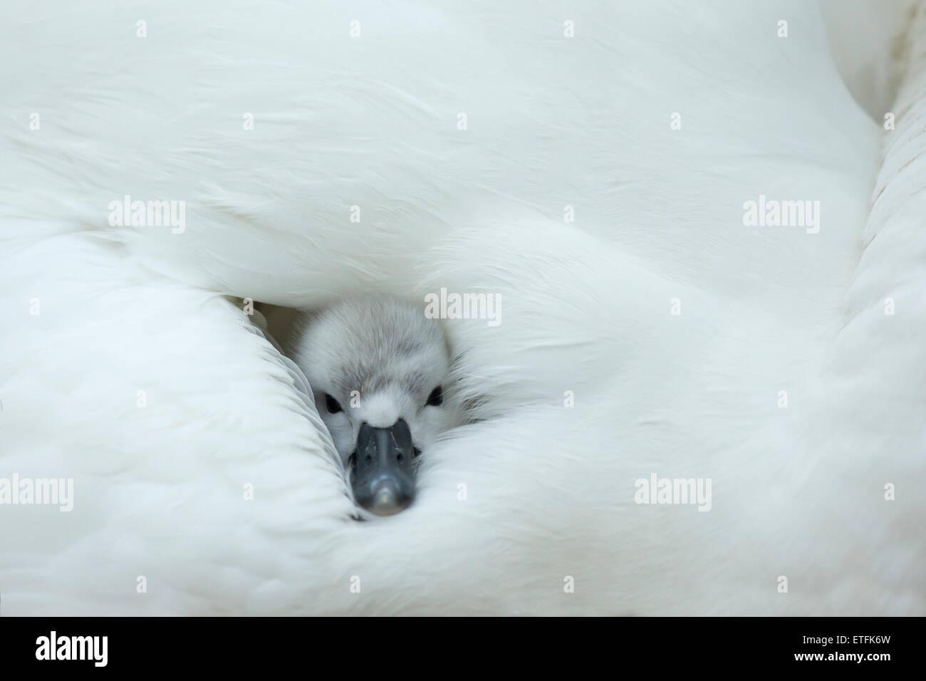 Höckerschwan (Cygnus Olor) Cygnet auf dem Nest, während die Mutter Wärme und Schutz bietet Stockfoto