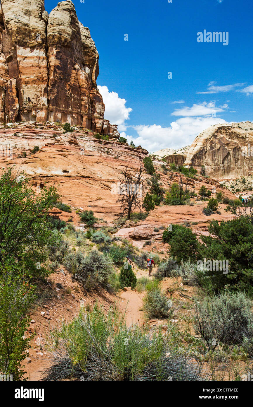 Der Weg zum Lower Calf Crek Falls folgt Escalante River etwa drei Meilen bis zu einem spektakulären Box Canyon... Stockfoto