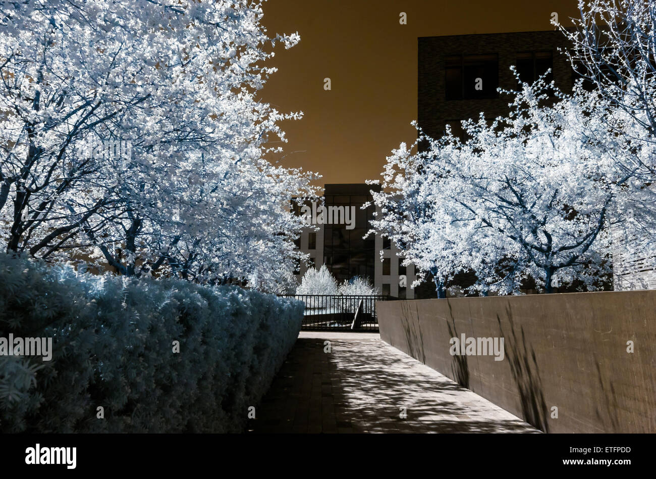 Chery Baum Blüte, Blumen und Sonne, Infrarot, Frühling Stockfoto