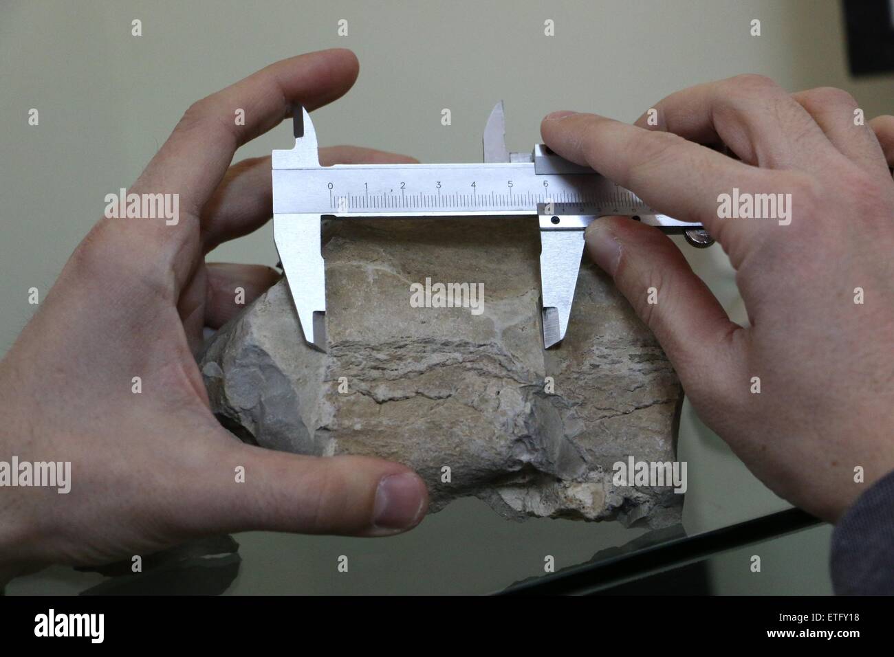Stoyan Vergiev, ein Experte aus Varna Natural Science Museum, präsentiert einen prähistorischen Wal Wirbel. Das Säugetier lebte während des Miozän etwa 10 Millionen Jahre zuvor, in der Nähe von Bulgariens Schwarzmeer-Stadt von Varna. Ein Bericht von einem Passanten führte zur Entdeckung der prähistorischen Wal Wirbel vor etwa einem Monat. Die Gezeiten des Meeres zerstört einige der Fossilien. Das Fehlen des Schädels bedeutet, dass bestimmte Walarten identifiziert werden können, obwohl man sagen kann, dass die Meeresbewohner Gattung Cetotherium gehörte. Die geschätzte Länge der Wal war 2,5 Meter. Wale dieser Art wog ar Stockfoto