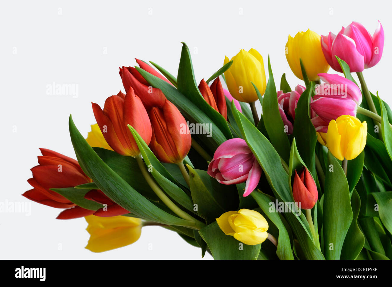 gelbe, rote und violette Tulpen auf weißem Hintergrund Stockfoto