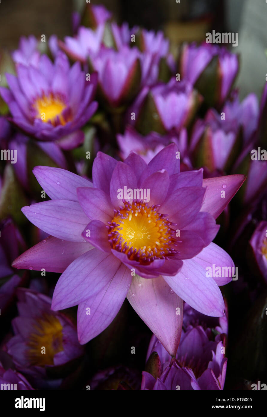 Seerose Blumen, eines der traditionellen Feldsymbole von Sri Lanka Stockfoto