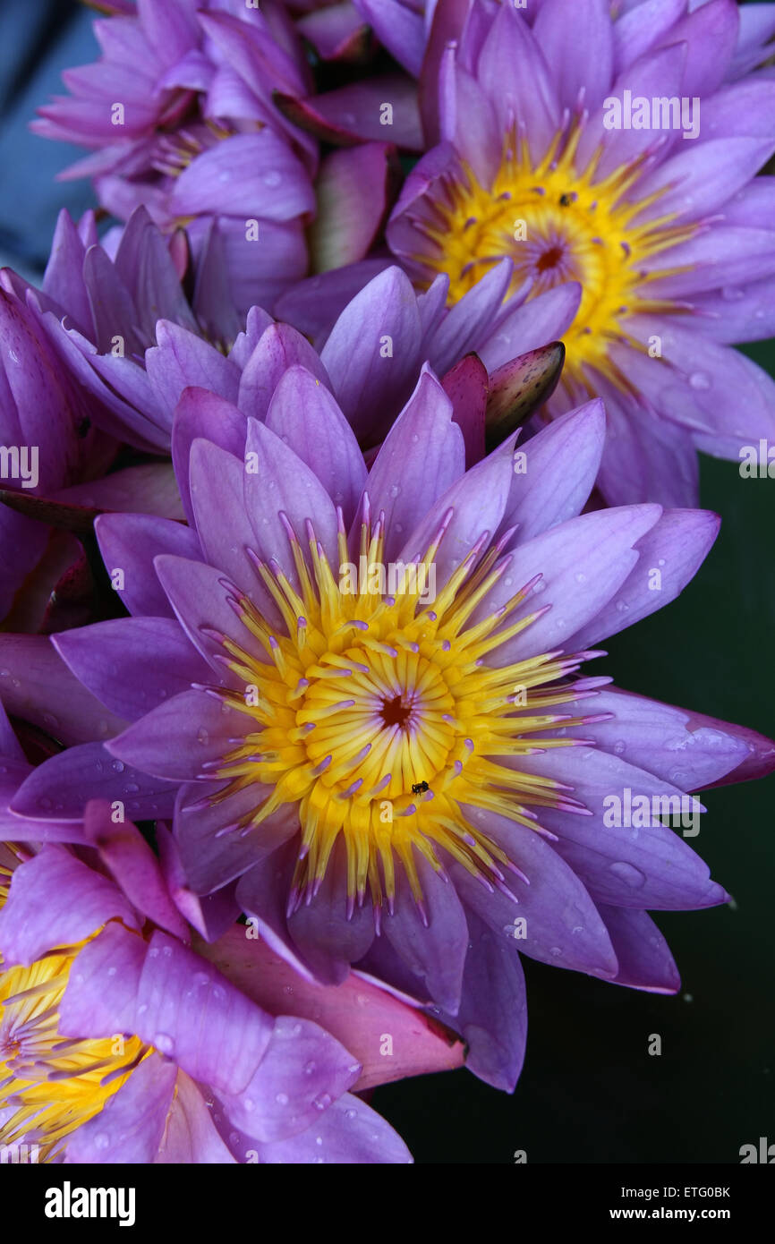 Seerose Blumen, eines der nationalen Symbole von Sri lanka Stockfoto