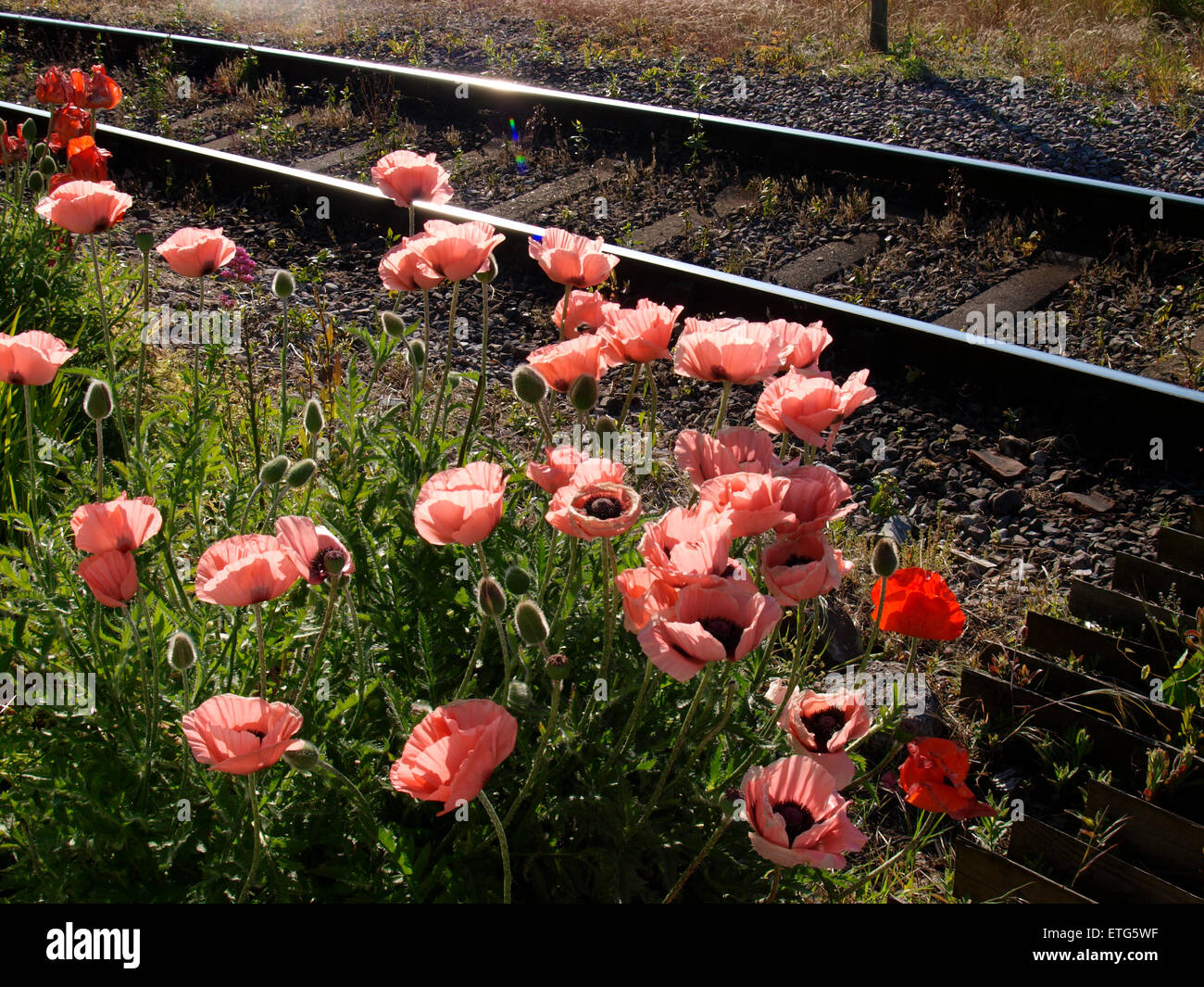 Rosa Schlafmohn, Papaver Somniferum wachsen neben Railway Track, Watchet, Somerset, Großbritannien Stockfoto