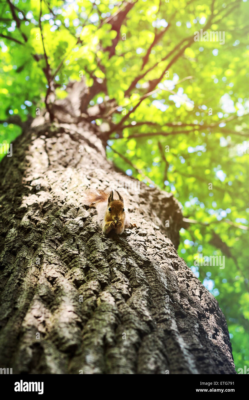 Eichhörnchen auf einem Baum Stockfoto