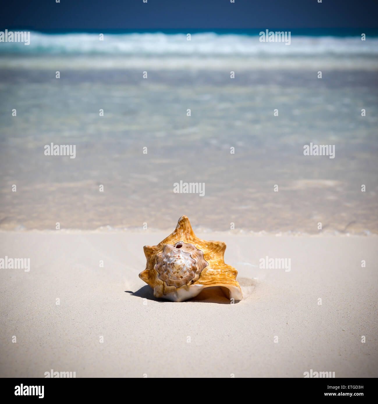 Muschel am karibischen Sandstrand, Reisekonzept Stockfoto