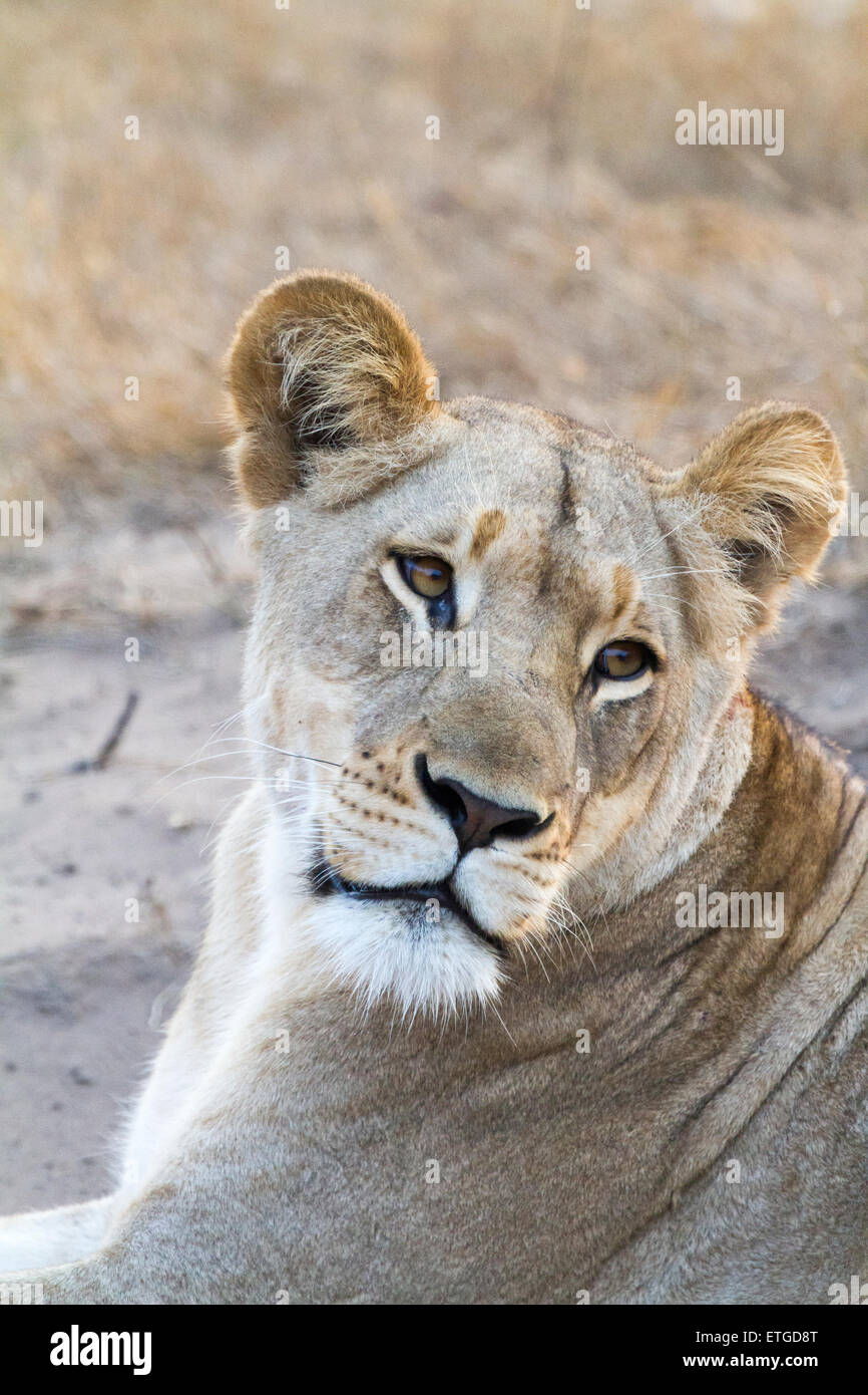 Porträt von weiblichen Löwin im Phinda Private Game Reserve, Südafrika Stockfoto